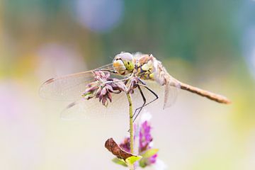 libelle kijkt je lachend aan;) van mirka koot