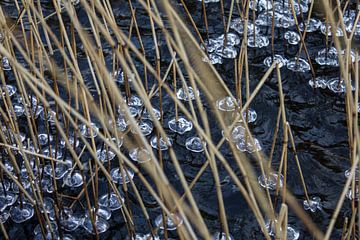 Ice and reeds by Anna H Span