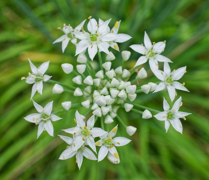 Knoblauchblüten mit Strahlen von Iris Holzer Richardson
