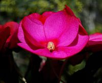 Aine charnue rose