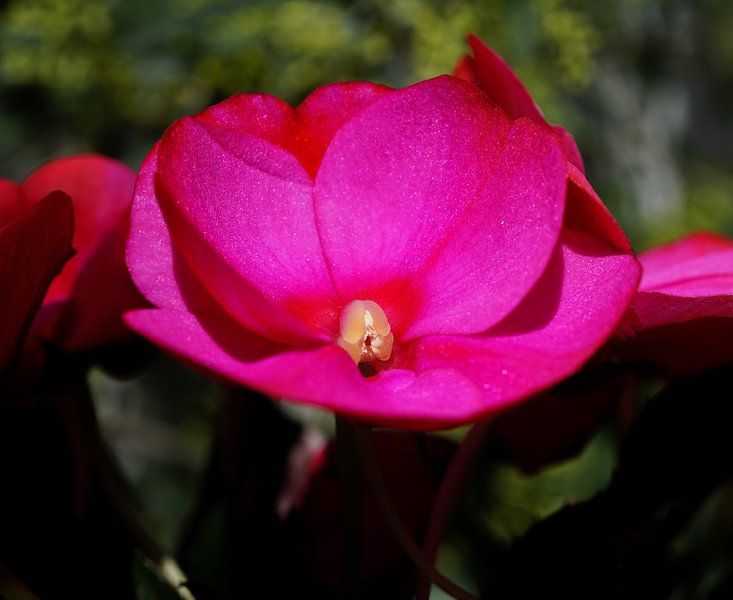 Pink busy lizzies by Nicole