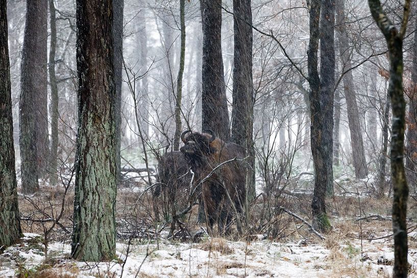 Wisent by Corrie Post