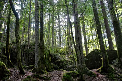 Der Blausee-Wald von Joachim G. Pinkawa