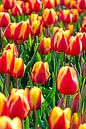 Tulipfield by Wouter van Woensel thumbnail