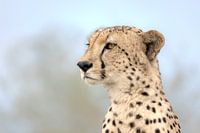 Portrait d'un guépard en Afrique du Sud