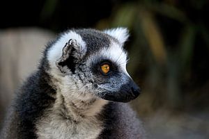 Portret van een ringstaartmaki