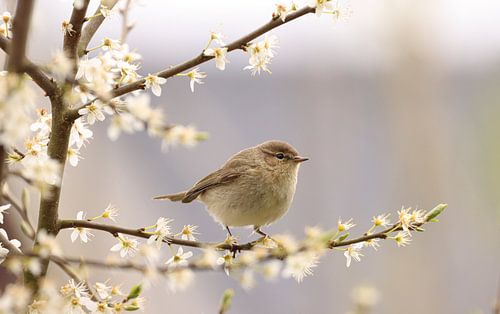 Zilpzalp auf der Blüte