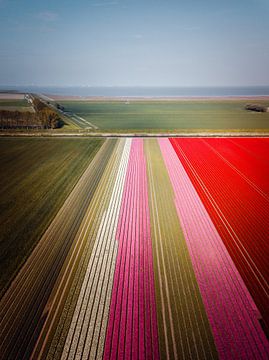 Tulip field, Carel Coenraadpolder, the Dollard by Harmen van der Vaart