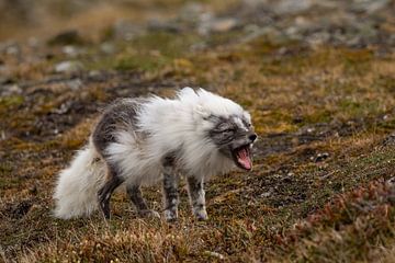 Polar fox plays a little lion in the spring by AylwynPhoto