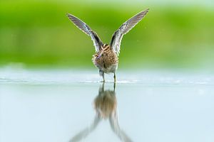 Bécassine des marais dans l'eau