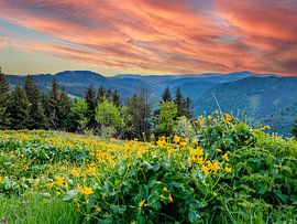 Uitzicht op het Zwarte Woud in Duitsland bij zonsondergang