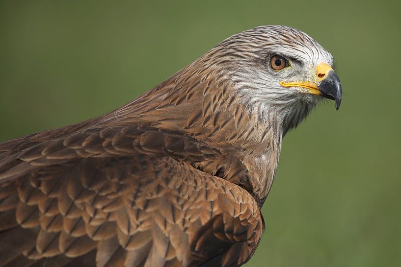 Zwarte Wouw (Milvus migrans) van Ronald Pol