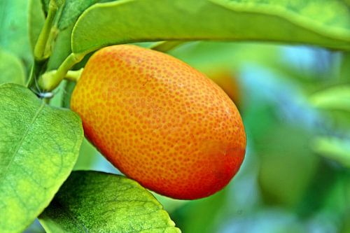 een sinaasappel kumquat vrucht
