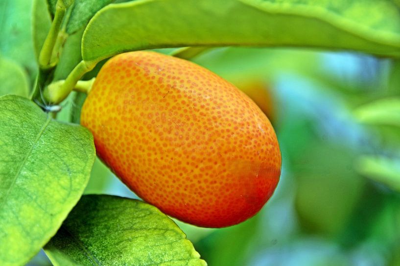 one orange kumquat fruit by Werner Lehmann