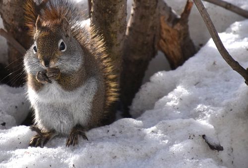 Een rode eekhoorn in de lente