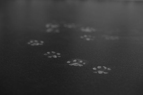 Katten pootjes in het donker