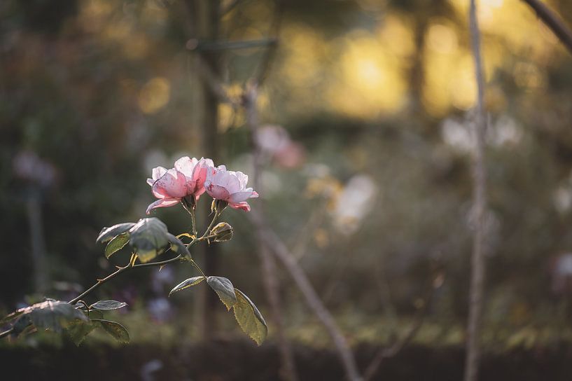 fleurs partie 4 par Tania Perneel