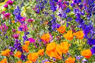 Colourful summer flower field by Bianca ter Riet thumbnail