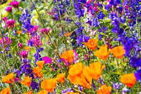 Colourful summer flower field