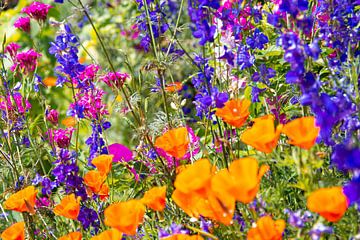 Kleurrijk zomers bloemenveld / bloemen / veldbloemen van Bianca ter Riet