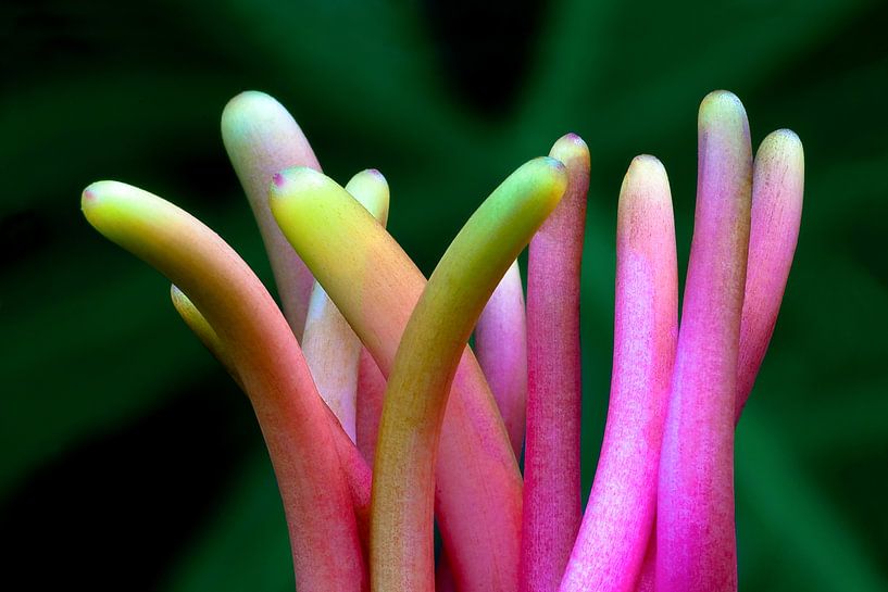 Pink 5 van Colors of the Jungle by Simon Kuyvenhoven