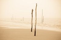 Strandpalen in de mist