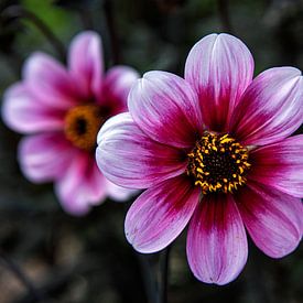 Paarse bloem ( Dahlia ) van jacky weckx