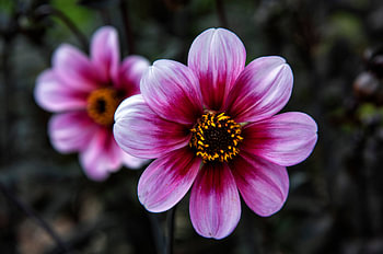 Paarse bloem ( Dahlia )