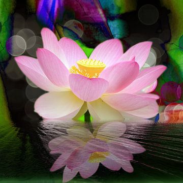 Spiegelung  Lotusblüte von Gertrud Scheffler