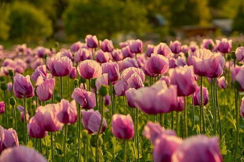 Opium poppy in the evening light