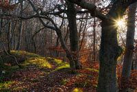 Herbstmorgen
