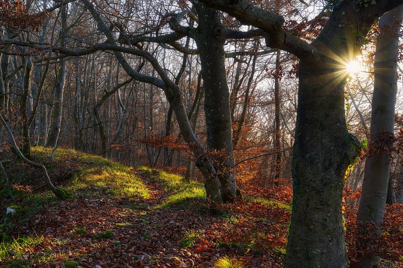 Autumn Morning by CSB-PHOTOGRAPHY