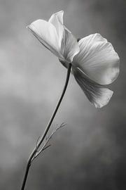 Flower in black and white