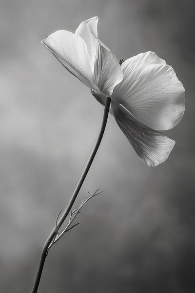 Blume in Schwarz-Weiß von Poster Art Shop