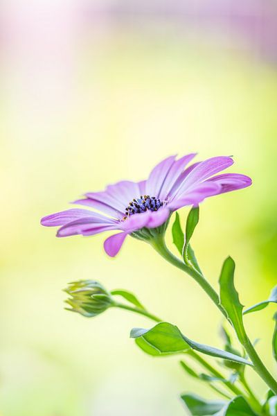 Nature morte d'une marguerite espagnole et d'un bokeh par John van de Gazelle fotografie
