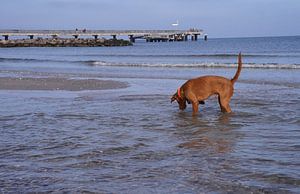 Wasserspiele an der Ostsee mit einem Magyar Vizsla.