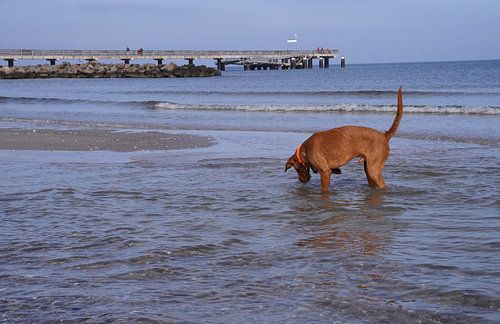 Waterspelletjes aan de Baltische Zee met een Magyar Vizsla.