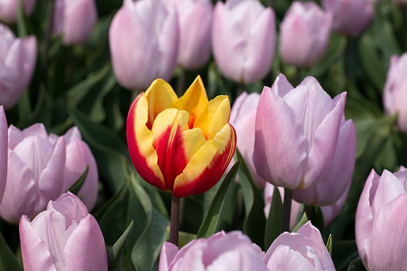 une belle tulipe rouge jaune entre des tulipes roses par W J Kok