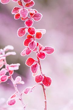 roze blaadjes met rijp van Cindy Van den Broecke