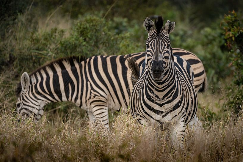 Schillernde Zebras von Andreas Jansen