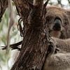 Ontwakende Koala van Chris van Kan