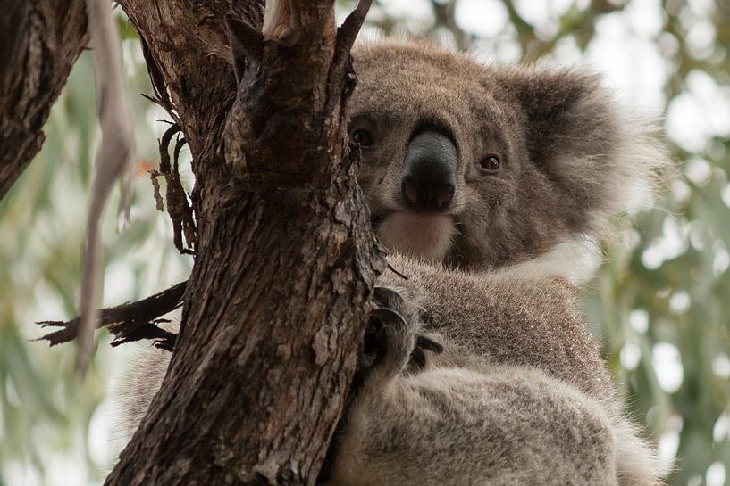 Ontwakende Koala van Chris van Kan