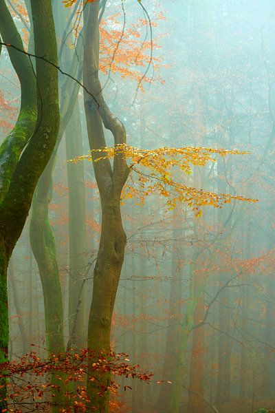 The unique atmosphere of the Speulderbos by Jenco van Zalk