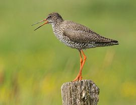 Tureluur van Patrick Scholten