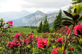 Ammergau Alps Nature Park is one of the most beautiful landscapes in Bavaria. It combines unspoilt nature, diverse mountain scenery and traditional Alpine pastures.