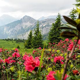 Le parc naturel des Alpes d'Ammergau fait partie des plus beaux paysages de Bavière. Il combine une nature intacte, des montagnes variées et des alpages riches en traditions. sur Miriam Schwarzfischer Fotografie
