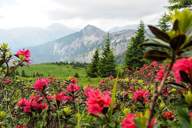 Naturpark Ammergauer Alpen gehört zu den schönsten Landschaftsräumen Bayerns. Er kombiniert unberührte Natur, vielfältige Bergwelt und traditionsreiche Almen. von Miriam Schwarzfischer Fotografie