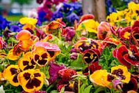 Kleurrijke Bloemen van dichtbij