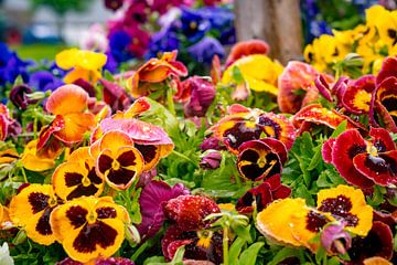 Colorful Flowers up close by John Ozguc