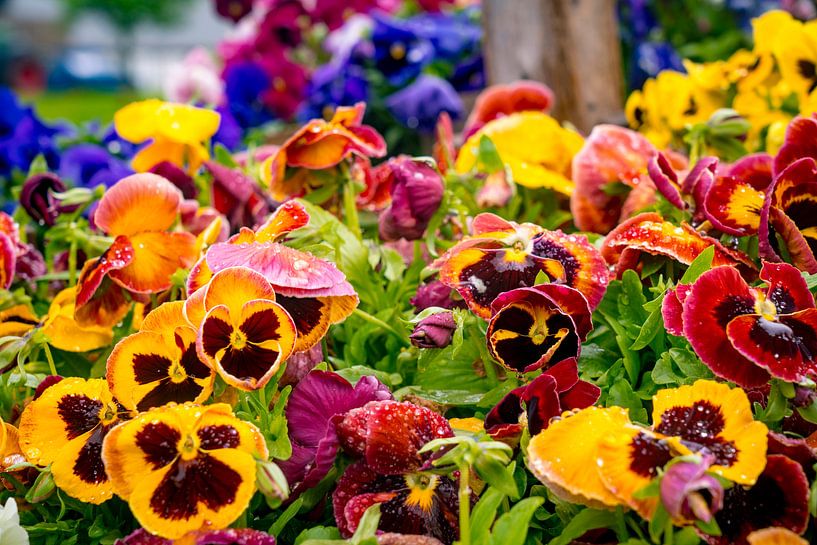 Bunte Blumen aus nächster Nähe von John Ozguc